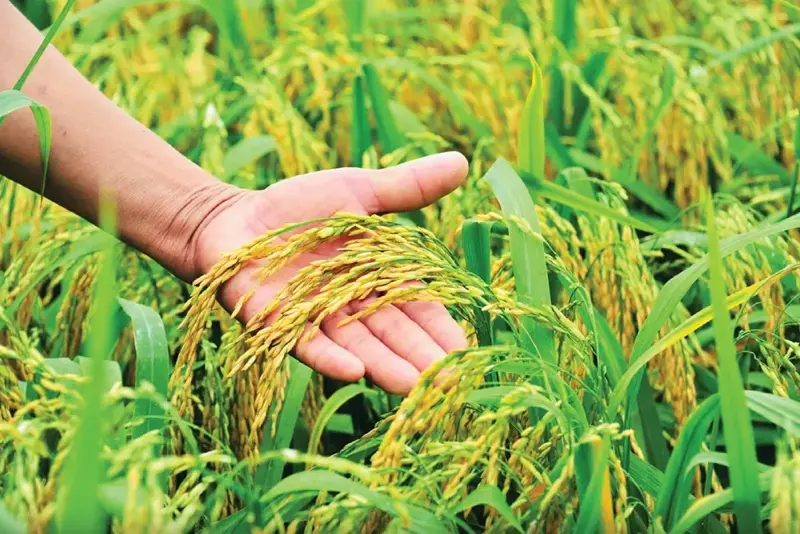 Nông nghiệp hút nhiều tỉ phú